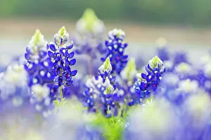 Hill Gallery: Spicewood, Texas, USA. Bluebonnet wildflowers in