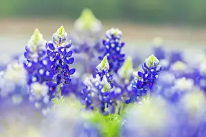 Exterior Prints: Spicewood, Texas, USA. Bluebonnet wildflowers in the Texas Hill Country. Date: 20-03-2017