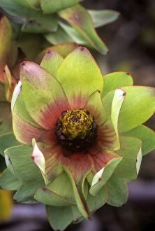 Images Dated 22nd March 2011: Spicy Conebush / Mountain Rose - family: Proteaceae - South Africa