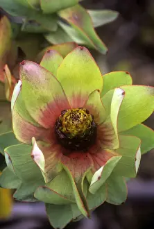 Spicy Conebush / Mountain Rose - family: Proteaceae - South Africa