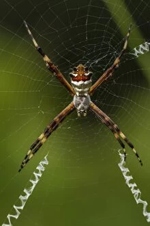 Argiope Gallery: Spider