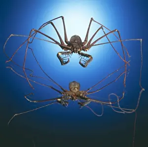 Spider / Arachnid TEA 19 &copy; Andy Teare / ardea. com