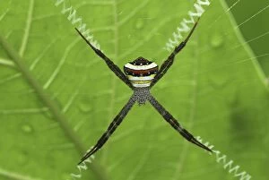 Spider (Argiope sp.)