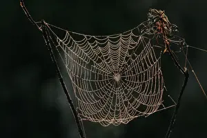 Spider - cobweb