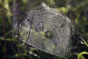 Images Dated 26th May 2005: Spider & Cobweb - in morning dew. Alsace - France