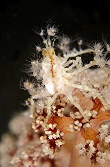 Images Dated 6th March 2014: Spider Crab with anemones on coral Torpedo Alley