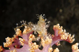 Amed Gallery: Spider Crab - with attached anemones for defense