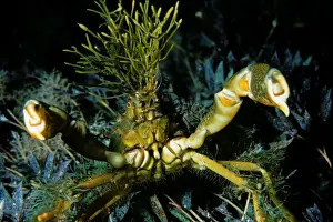 Spider Crab, Naxia aurita, Spider crab with Seagrasses grwoing on its Carapace. Crab is in defensive position, Wool Bay, South Australia, Australia, Southern Ocean