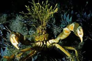 Crab Prints: Spider Crab, Naxia aurita, Spider crab with Seagrasses grwoing on its Carapace