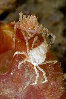 Spider Crab on sea squirt moulting with old skeleton