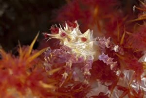 Images Dated 3rd September 2007: Spider Crab on soft Glomerate tree coral (Dendronephthya)