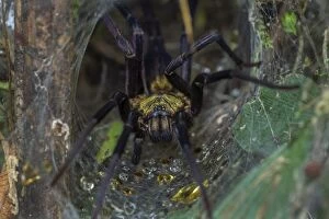 Arachnid Gallery: spider, Dipluridae, Rio Claro Reserve, Reserva Natural