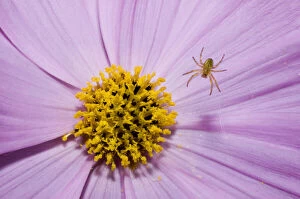 Animalia Gallery: Spider on garden flower, Haliburton, Ontario