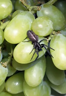 Introduced Species Prints: Spider - among grapes