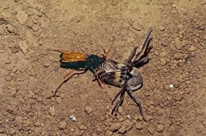Images Dated 20th October 2010: Spider-hunting Wasp - with kill