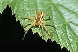 SPIDER - on leaf
