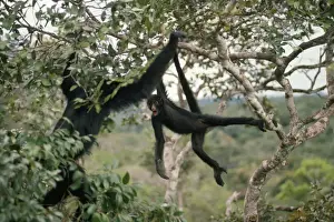 Swinging Prints: Spider Monkey - in canopy of Rainforest. Amazonia, Brazil