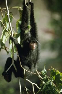 Spider Monkey - in canopy of Rainforest
