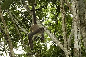 Spider Monkey - hanging by tail