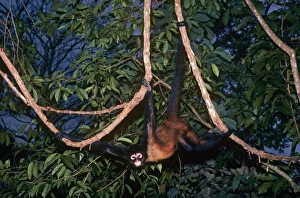 Images Dated 25th June 2007: Spider Monkey Panama