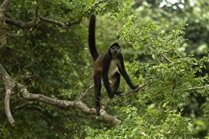 Images Dated 1st October 2007: Spider Monkey - Rainforest - Guatemala