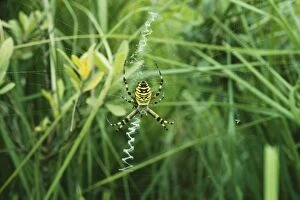 Images Dated 27th May 2010: Spider - rare native, naturalised in UK. Also found in France, Germany, Holland & Belgium