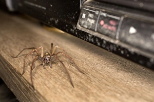 Images Dated 1st October 2012: Spider - on shelf - UK