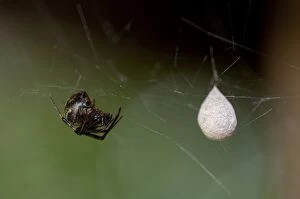 Arachnids Gallery: Spider Spider with egg sac on web Klungkung Bali Indo