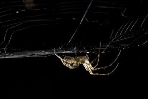 Spider, Stanley Park, British Columbia