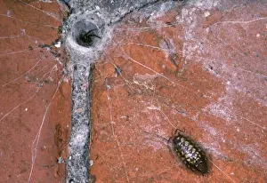 Traps Prints: Spider - UK's biggest Spider - Woodlouse on trip wires