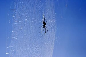 Spider - on web