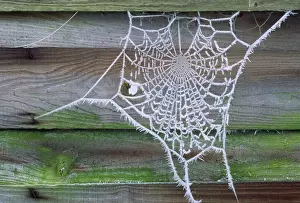 Spider Web - covered in Hoar frost UK