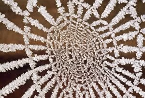 Trap Collection: Spider Web - covered in hoar frost UK