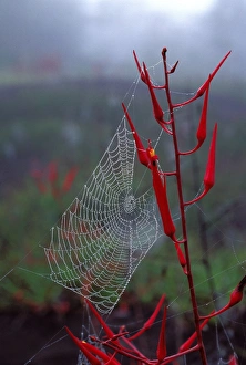 Images Dated 1st May 2007: Spider web in the mist. French Guyana