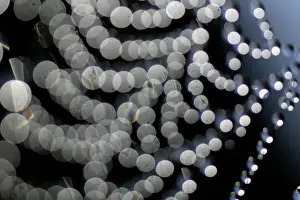 Patterns Prints: Spider Web - reflection of water drops against the sun, autumn, Lower Saxony, Germany