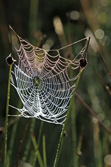 Images Dated 3rd September 2010: Spider's Web