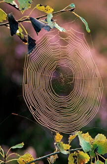 Butterflies & Insects Collection: Spiders web / Cobweb in sunlight