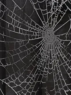 Frost Prints: Spiders web - covered in frost - Oxfordshire - England