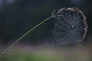 Images Dated 30th August 2007: Spider's Web - of Cross Orb-weaver or Garden Cross spider, on grass stem