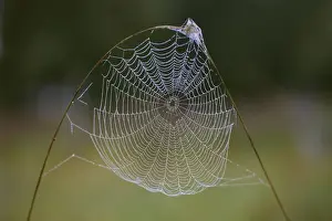 Orb Weaver Prints: Spider's Web - of Cross Orbweaver or Garden Cross spider