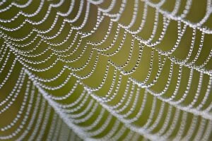 Butterflies & Insects Gallery: Spider's Web - with dewdrops