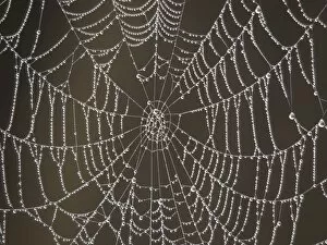 Images Dated 28th September 2011: Spider's Web - with morning dew