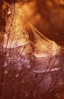 Spiders Web - At sundown