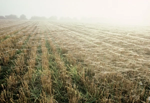 Images Dated 23rd August 2005: Spiders Webs - early morning. Norfolk, UK