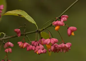Shrubs Prints: Spindle in autumn: berries with arils