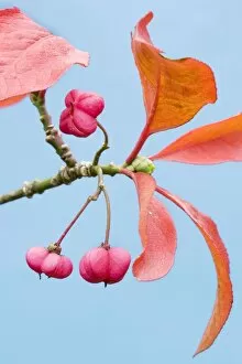 Spindle autumn leaves