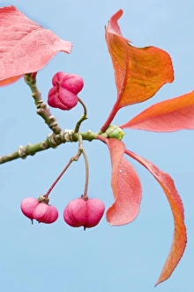 Images Dated 14th October 2008: Spindle - autumn leaves