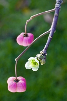 Images Dated 4th November 2008: Spindle - bud and flowers