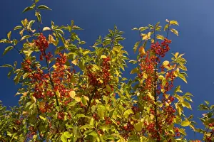 East Europe Prints: Spindle Euonymus europaeus in fruit, autumn, saxon villages area, Transylvania, Romania