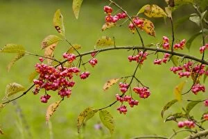 Images Dated 30th September 2010: Spindle - in fruit - autumn - Romania